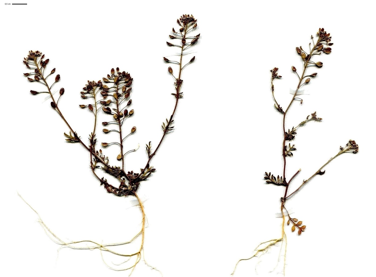 Hornungia petraea (Brassicaceae)